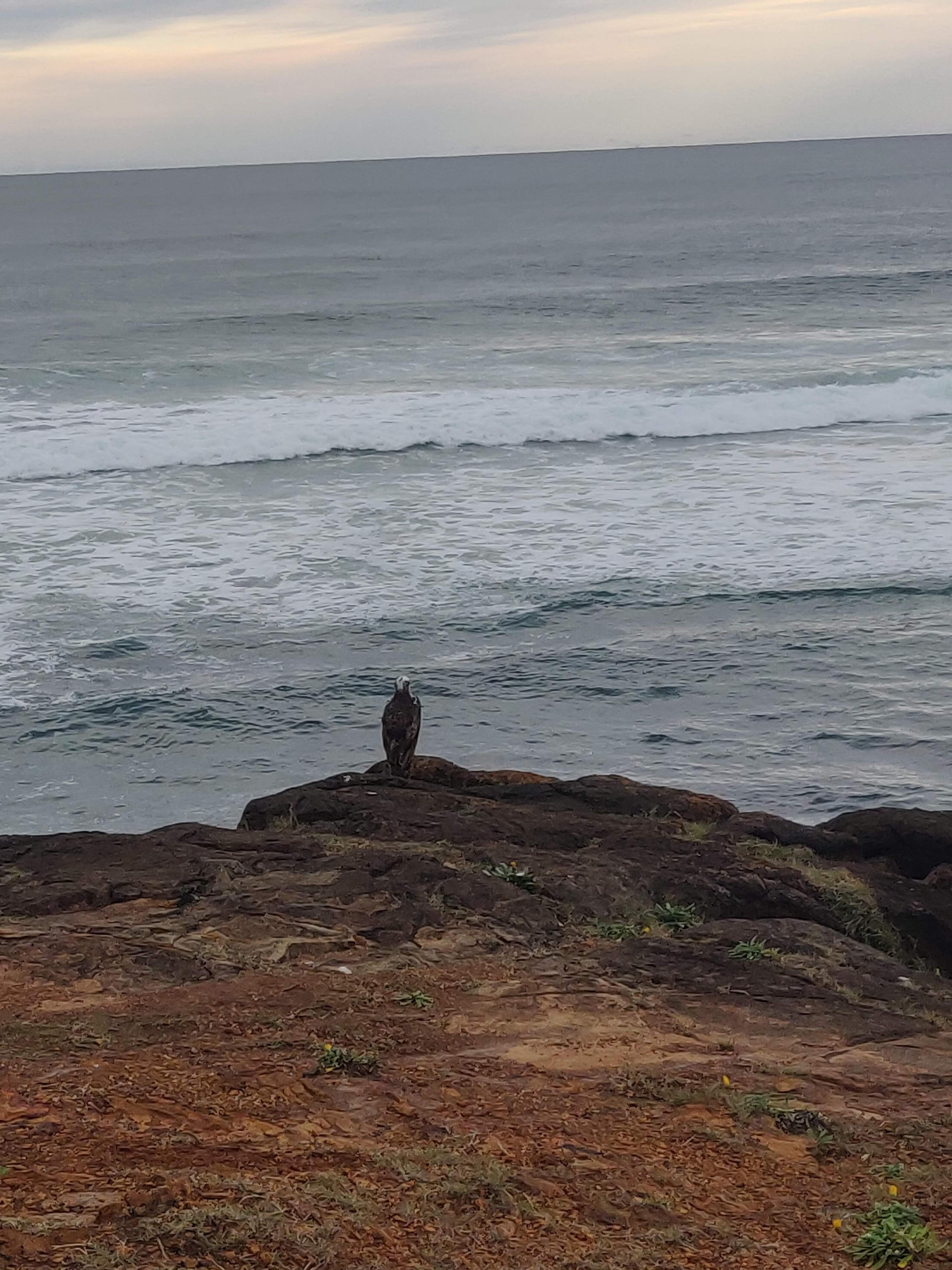 image of bird on rock overlooking ocean