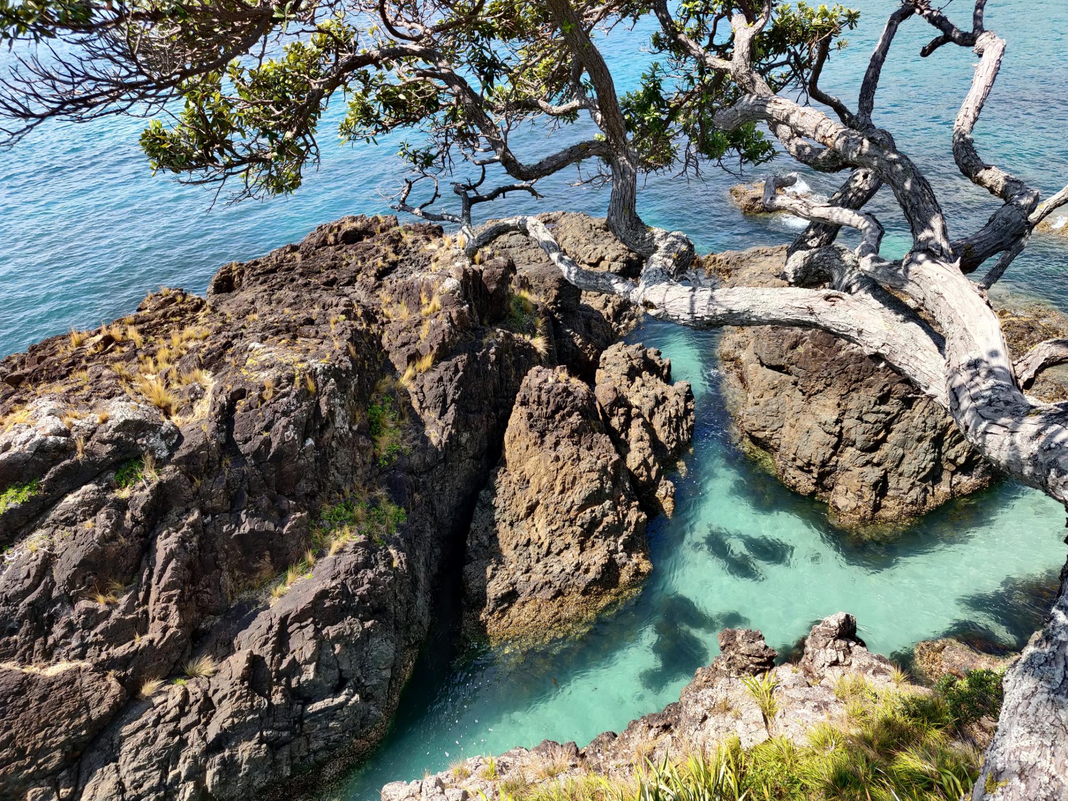 image of white cracked tree with rocks and water below